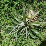 Tillandsia utriculata برگ