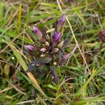 Gentianella germanica Flor