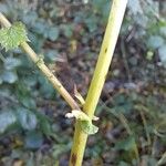 Filipendula ulmariaBark