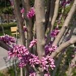 Cercis chinensis Kůra