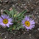 Erigeron multiradiatus Hábito