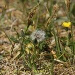 Crepis suffreniana Habitatea