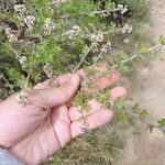 Rhus microphylla Floro