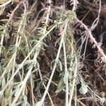 Teucrium capitatum 葉