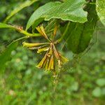 Peddiea africana Blüte