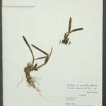 Maxillaria scorpioidea