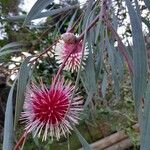 Hakea laurina Λουλούδι