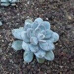 Echeveria laui Hoja