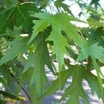 Acer saccharinum Lapas
