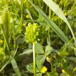 Ranunculus sardous Fruto