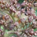 Hydrangea aspera Fruto