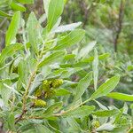 Myrica gale Fruit