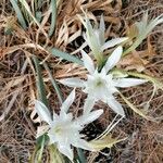 Pancratium maritimum Λουλούδι