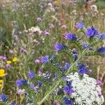 Echium vulgareŽiedas