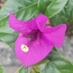 Bougainvillea glabraBloem