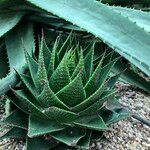 Aristaloe aristata cv. 'Cosmo' Habit