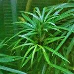 Osmoxylon lineare Hostoa