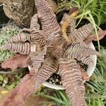 Cryptanthus zonatus Blad