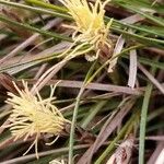 Carex humilis 花