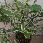 Euphorbia tithymaloides Fulla