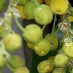 Berberis repens Fleur