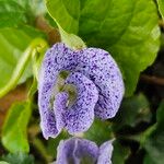 Viola sororia 花