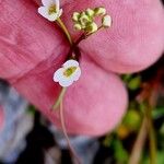 Kernera saxatilis Flower