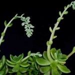 Cremnophila linguifolia Habit