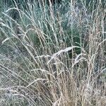 Brachypodium phoenicoides Blad