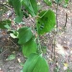 Smilax glauca ഫലം