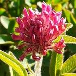 Trifolium alpestre 花
