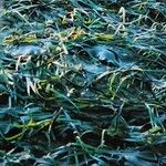 Zostera marina Folha