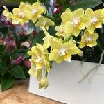 Phalaenopsis spp.Flor