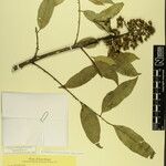 Zanthoxylum oxyphyllum Other