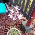 Tulbaghia violaceaFloare