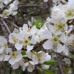 Prunus salicina 花