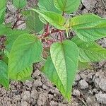 Salvia involucrata Ліст