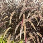 Pennisetum setaceum rubrumKvet