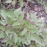 Bidens frondosa Folha