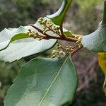 Maesa lanceolata Flower