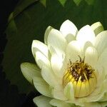 Nymphaea lotus Blüte