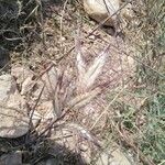 Bromus lanceolatus 形態
