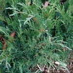 Juniperus horizontalis Leht
