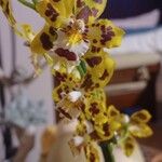 Oncidium altissimum Virág