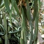 Euphorbia canariensis Хабит