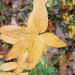 Galium rubioides Листок