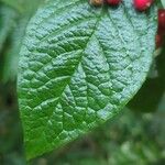 Cotoneaster bullatus পাতা