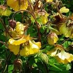 Geum rivale Flower