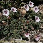 Erodium cheilanthifolium Hábito