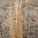 Schizachyrium scoparium Blatt